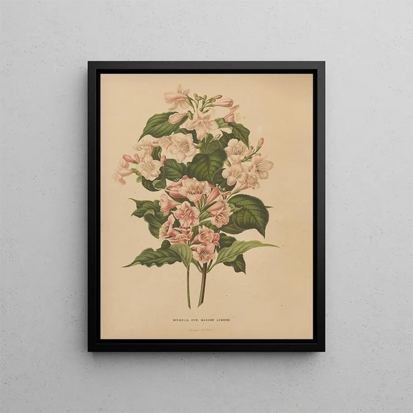 Abraham Jacobus Wendel - Nederlandsche flora en pomona Pl74.webp