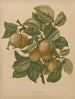 Flore holländische und Pomone PL77 - Abraham Jacobus Wendel — Ansicht des Kunstwerks