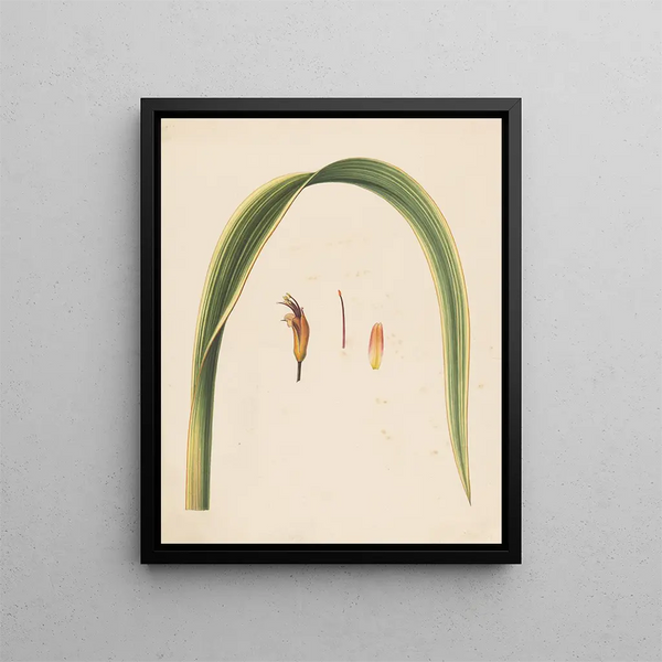 Studie eines Blattes und einer Blume - Abraham Jacobus Wendel — gerahmtes Bild an der Wand