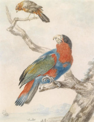 Abraham Meertens - Papagei.webp