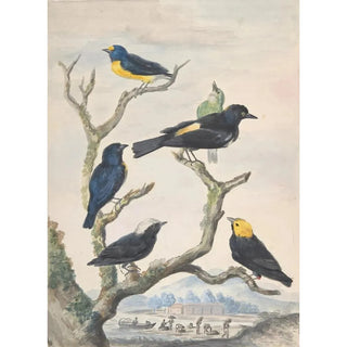 Abraham Meertens - Six South American Birds.webp