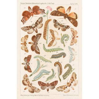 Adolf Speyer - Deutsche Schmetterlingskunde fr Anfnger Nebst einer Anleitung zum Sammeln Pl12.webp