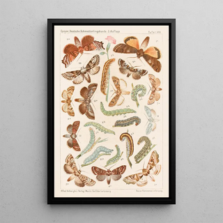 Adolf Speyer - Deutsche Schmetterlingskunde fr Anfnger Nebst einer Anleitung zum Sammeln Pl12.webp