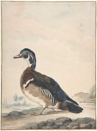 Aert Schouman - A Duck.webp