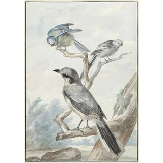 Aert Schouman - Drie vogels een Staartmees een Pimpelmees en een Klapekster of Grote Klauwier.webp