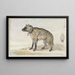 Hyäne tachetée - Aert Schouman — gerahmtes Bild an der Wand