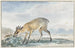 Guinea Jufferbokje oder Sylvicapra Grimmia - Aert Schouman — Ansicht des Kunstwerks