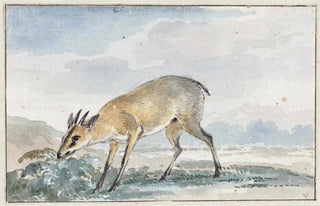 Aert Schouman - Guinees Jufferbokje of Sylvicapra Grimmia.webp