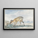 Guinea Jufferbokje oder Sylvicapra Grimmia - Aert Schouman — gerahmtes Bild an der Wand