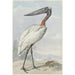 Jabiru Jabiru mycteria - Aert Schouman — Ansicht des Kunstwerks