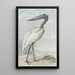 Jabiru Jabiru mycteria - Aert Schouman — gerahmtes Bild an der Wand