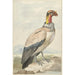 Vautour pape Sarcoramphus papa - Aert Schouman — Ansicht des Kunstwerks