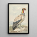 Vautour pape Sarcoramphus papa - Aert Schouman — gerahmtes Bild an der Wand