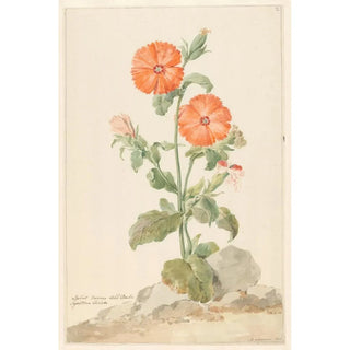 Aert Schouman - Oranje koekoeksbloem in landschap.webp