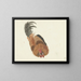 Studie eines toten Hahns - Aert Schouman — gerahmtes Bild an der Wand