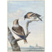 Zwei Vögel, ein Gimpel Coccothraustes coccothraustes und ein Erlenzeisig Fringilla montifringilla - Aert Schouman — Ansicht des Kunstwerks