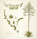 Agave foetida - Nikolaus Joseph Freiherr von Jacquin — Ansicht des Kunstwerks