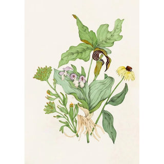 Agnes Fitzgibbon - Indian Turnip Showy Orchis Painted Cup Scarlet Cup Cone Flower.webp