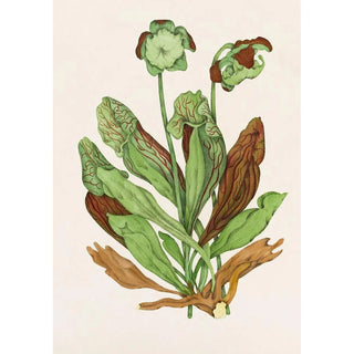 Agnes Fitzgibbon - Pitcher Plant.webp