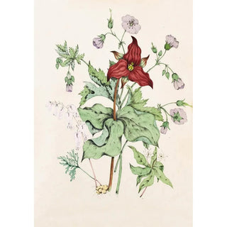Agnes Fitzgibbon - Squirrel Corn Purple Trillium Wild Cranes Bill Star Flower Chickweed.webp