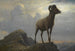 Studie eines Mufflons - Albert Bierstadt — Ansicht des Kunstwerks