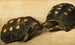 Studie von zwei brasilianischen Schildkröten - Albert Eckhout — Ansicht des Kunstwerks