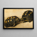 Studie von zwei brasilianischen Schildkröten - Albert Eckhout — gerahmtes Bild an der Wand