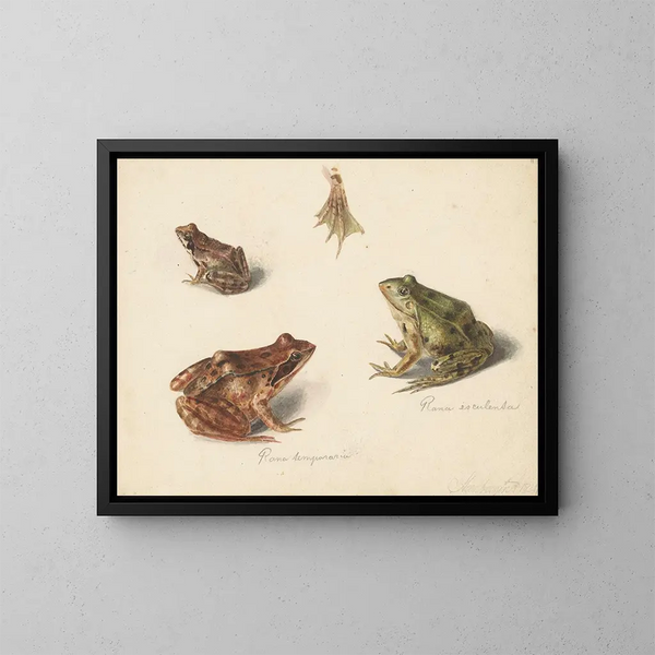 Blatt mit Studie einer braunen Frosch rechts und eines grünen Frosches links - Albertus Steenbergen — gerahmtes Bild an der Wand