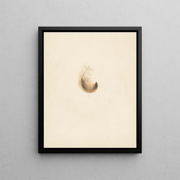 Studie einer Feder - Albertus Steenbergen — gerahmtes Bild an der Wand