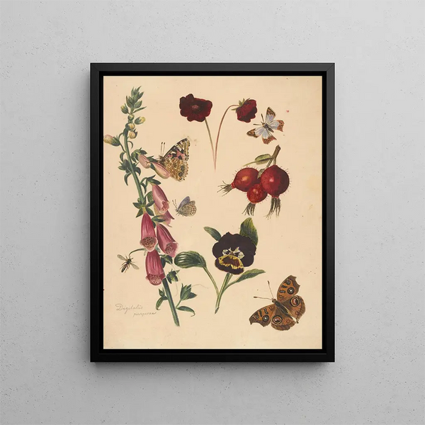 Studienblatt mit Blumen und Schmetterlingen - Albertus Steenbergen — gerahmtes Bild an der Wand