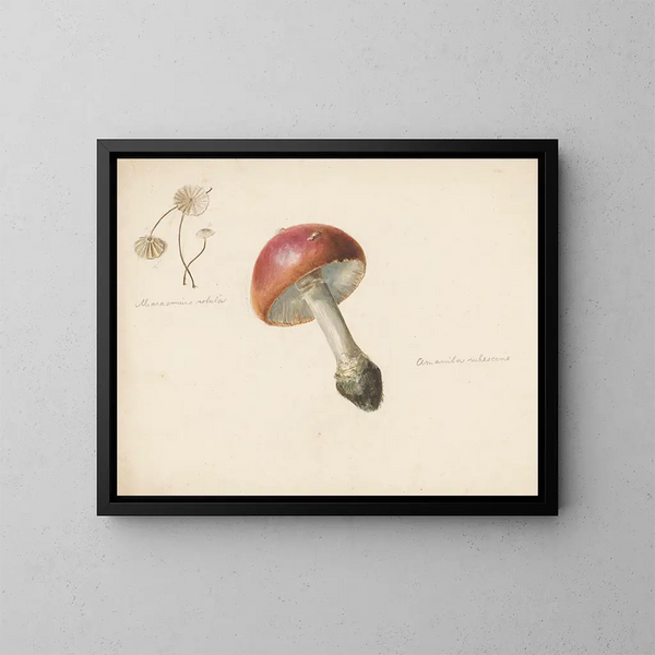 Studienblatt mit Pilzen, dem Amanita rubescens und dem Marasmius rotula - Albertus Steenbergen — gerahmtes Bild an der Wand
