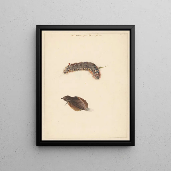 Studienblatt mit Raupe und Nachtfaltern Lasiocampa Quireifolia - Albertus Steenbergen — gerahmtes Bild an der Wand