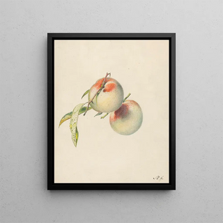 Albertus Steenbergen - Twee perziken aan hun steeltjes.webp