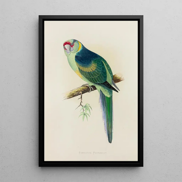 Alexander Francis Lydon - Barnards or the Bulla Bulla Parrakeet.webp