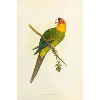 Alexander Francis Lydon - Carolina Parrot or Conure.webp
