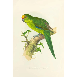 Alexander Francis Lydon - GoldenCrowned Parrakeet of New Zealand.webp