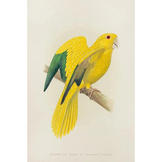 Alexander Francis Lydon - Golden or Queen of Bavarias Parrot.webp