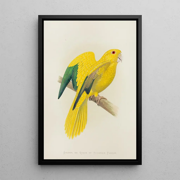 Alexander Francis Lydon - Golden or Queen of Bavarias Parrot.webp