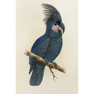 Alexander Francis Lydon - Great Black Cockatoo of New Guinea or Goliath Aratoo.webp