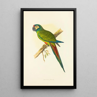 Alexander Francis Lydon - Illigers Macaw.webp