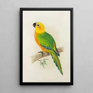 Alexander Francis Lydon - Jendaya Conure.webp