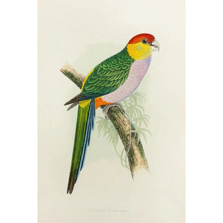 Alexander Francis Lydon - Pileated parrakeet.webp