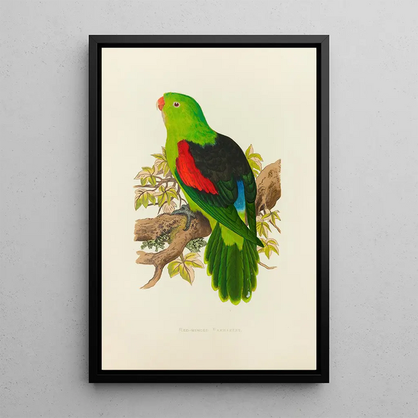 Alexander Francis Lydon - RedWinged Parrakeet.webp