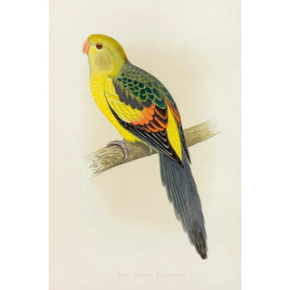 Alexander Francis Lydon - Rock Pepler or BlackTailed Parrakeet.webp