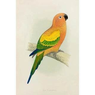 Alexander Francis Lydon - Sun Parrakeet or Yellow Conure.webp