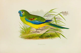 Alexander Francis Lydon - Turquoisine.webp