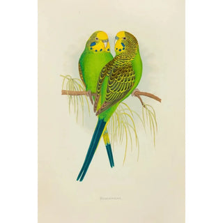 Alexander Francis Lydon - Undulated Grass Parrakeet or Budgerigar.webp
