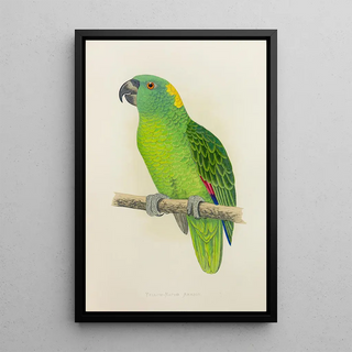 Alexander Francis Lydon - YellowNaped Amazon.webp