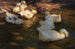 Enten im Abendlicht - Alexander Koester — Ansicht des Kunstwerks