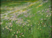 Prairie de fleurs près de Weling - Alexander Koester — Ansicht des Kunstwerks